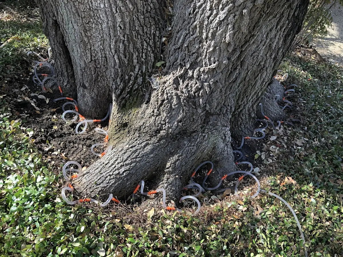 Detailed Tree Cabling and Bracing job site in Wyatt