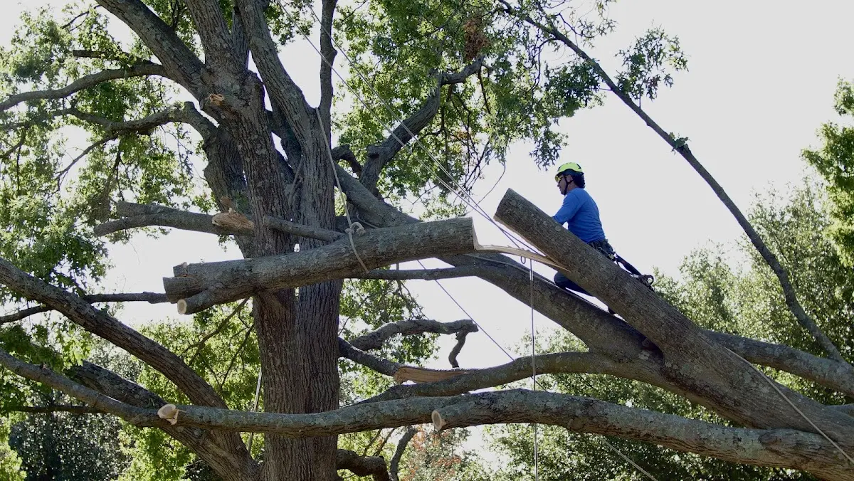 Professional Crown Thinning performed by certified arborists in Wyatt