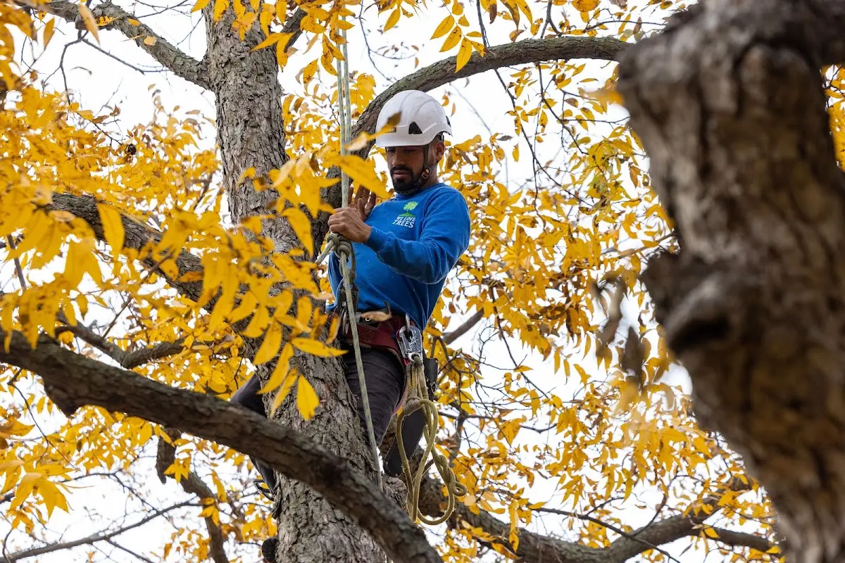 Skilled Tree Pruning crew working in Wyatt
