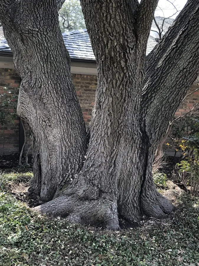 Mature heritage tree close to a Wyatt property cared for by certified arborists